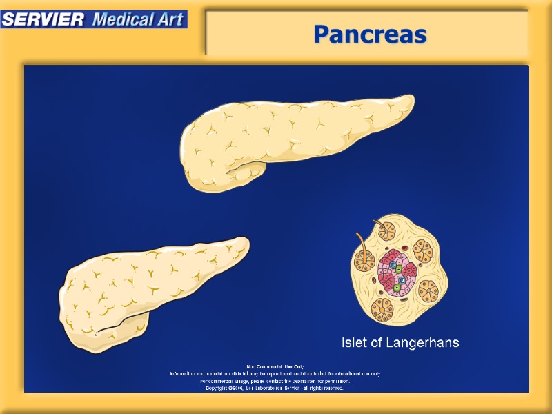 Pancreas Islet of Langerhans